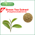 Natural green tea extract with polyphenol